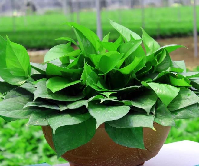 推薦幾種適宜夏季養植的花卉盆栽